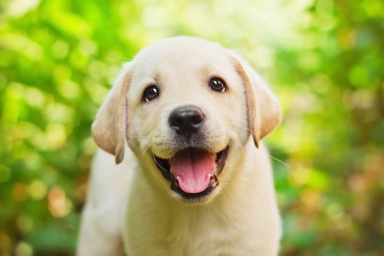 18 Excellentes raisons d’adopter un labrador Quotes   