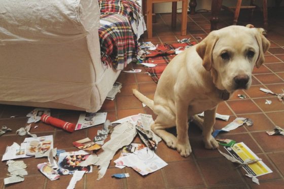 21 animaux qui ont fait des bêtises et qui n'en sont pas fiers Quotes   