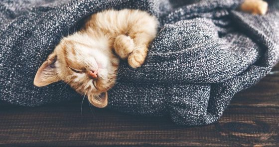 18 chatons qui vous feront craquer Quotes   