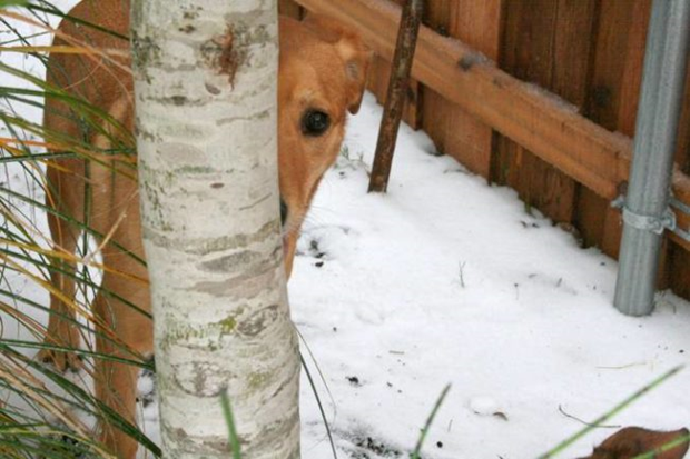 18 chiens bidons à cache-cache ! Quotes   