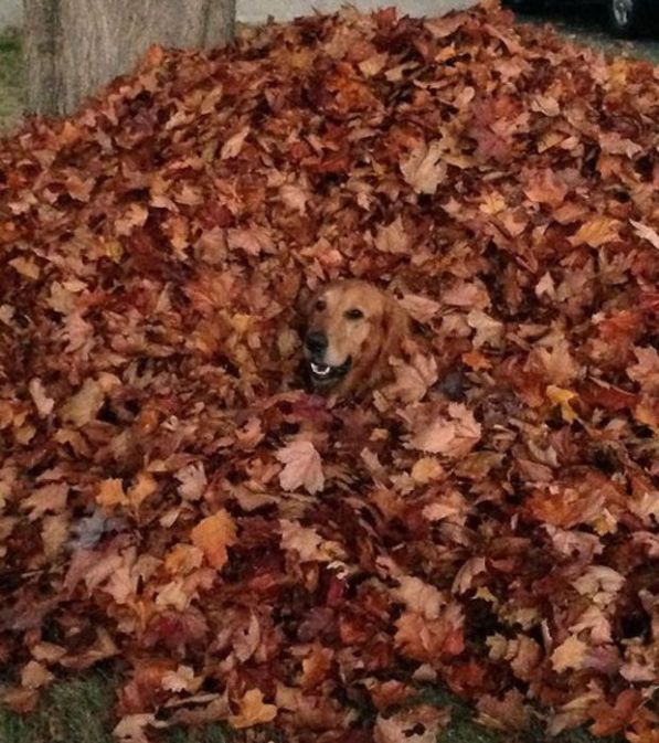 18 chiens bidons à cache-cache ! Quotes   