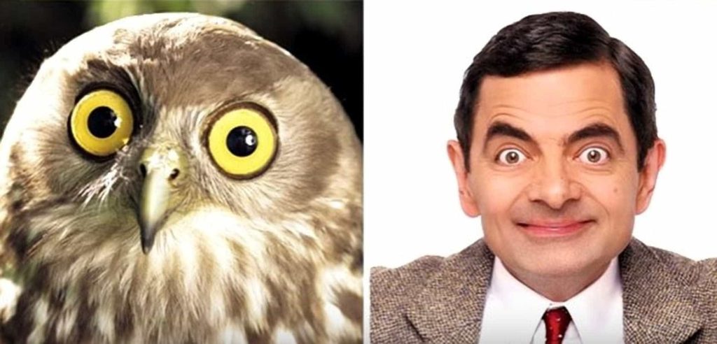 19 stars qui ressemblent étrangement à des animaux Quotes   