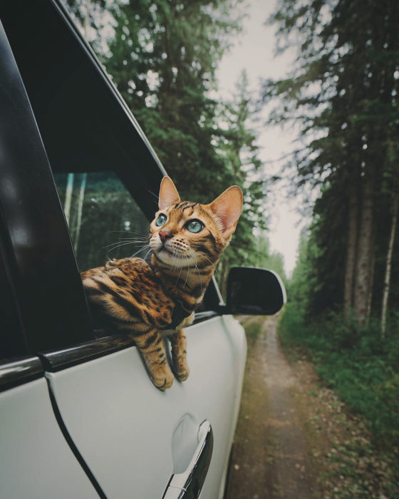 10 photos de Suki, ce chat bengal qui voyage plus que vous ! Quotes   