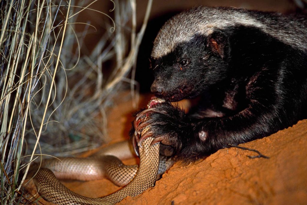 Ces Animaux Sont Des Pr Dateurs De Serpents Homenal