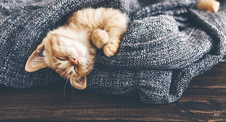 18 chatons qui vous feront craquer Quotes   