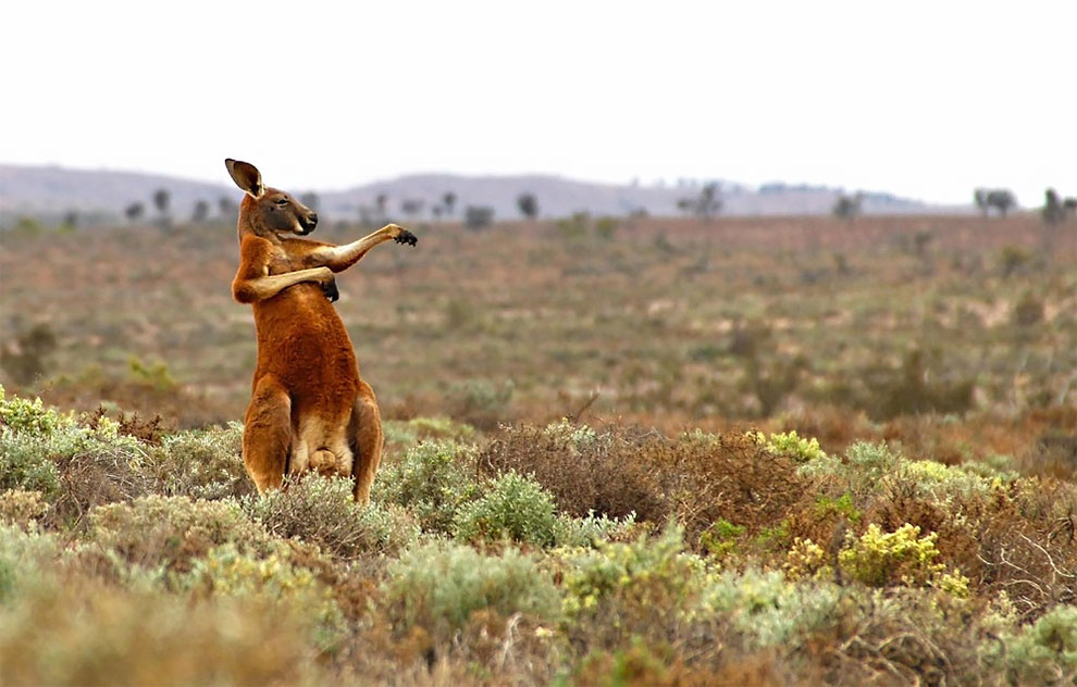 37 photos hilarantes d'animaux qui vont vous faire sourire ! Quotes   