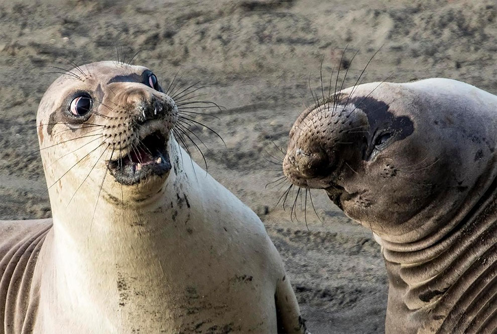 37 photos hilarantes d'animaux qui vont vous faire sourire ! Quotes   