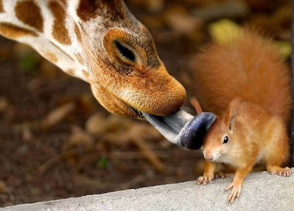 37 photos hilarantes d'animaux qui vont vous faire sourire ! Quotes   