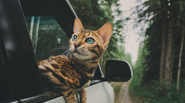 10 photos de Suki, ce chat bengal qui voyage plus que vous ! Quotes   