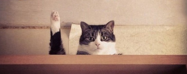 28 photos drôles de chats prises au bon moment ! Quotes   