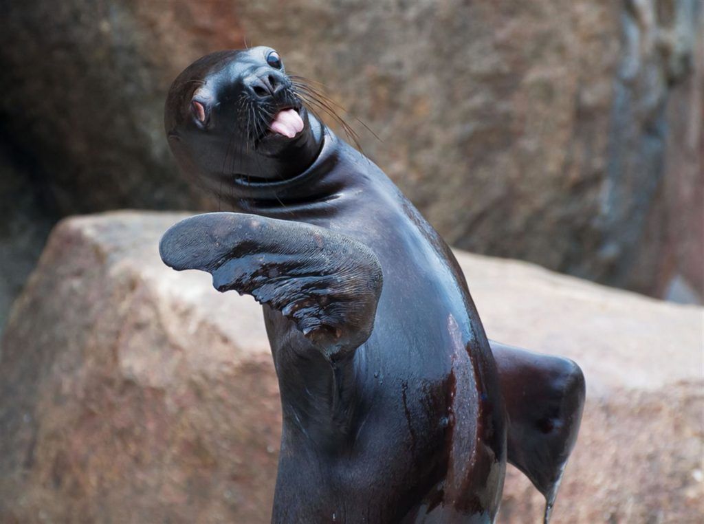 37 photos hilarantes d'animaux qui vont vous faire sourire ! Quotes   