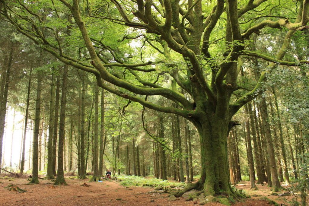 10 forêts hantées qui te donneront la chair de poule ! Quotes   