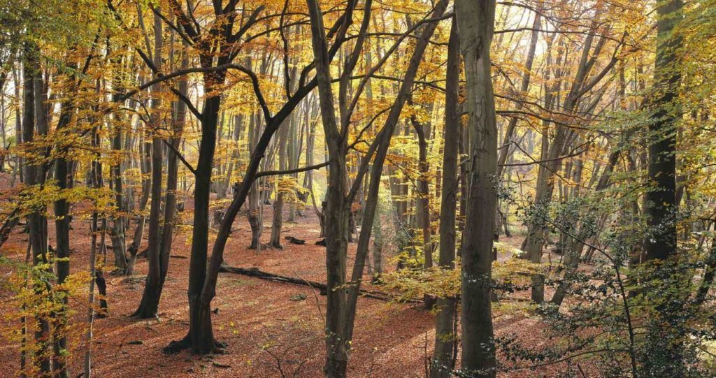 10 forêts hantées qui te donneront la chair de poule ! Quotes   