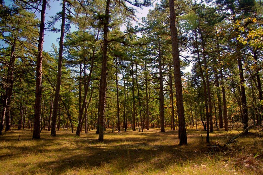 10 forêts hantées qui te donneront la chair de poule ! Quotes   