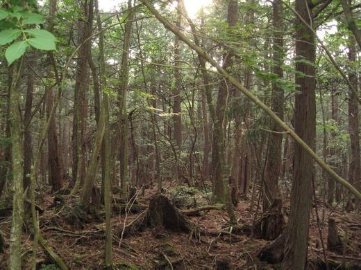 10 forêts hantées qui te donneront la chair de poule ! Quotes   