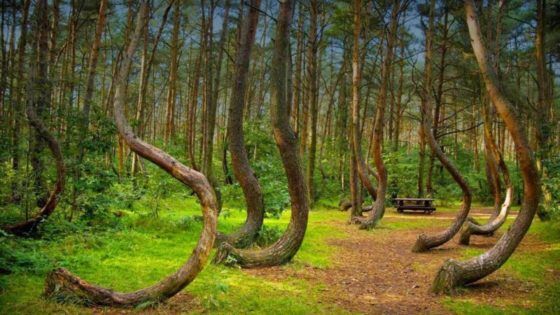 10 forêts hantées qui te donneront la chair de poule ! Quotes   