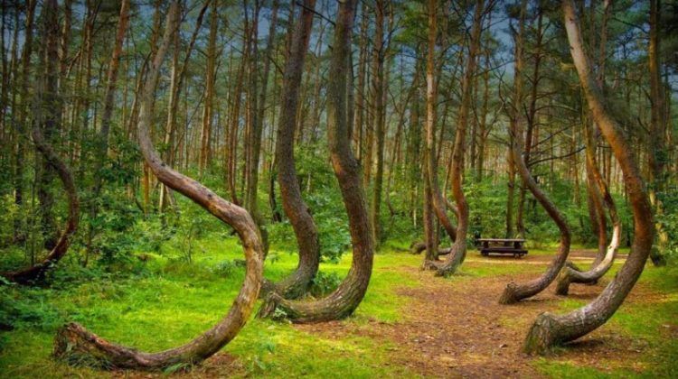 10 forêts hantées qui te donneront la chair de poule ! Quotes   