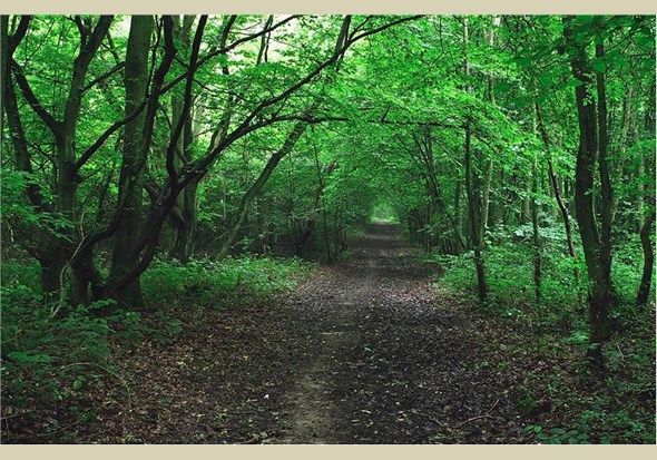 10 forêts hantées qui te donneront la chair de poule ! Quotes   