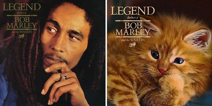 Top 11 des chats qui reprennent le mieux les pochettes d'album Quotes   