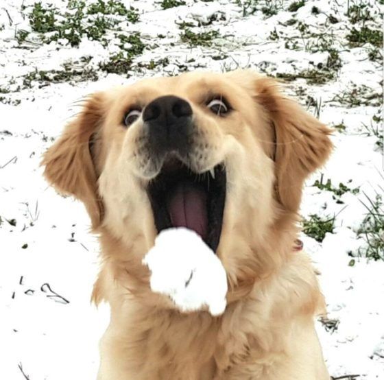 L'incroyable réaction des animaux face à la neige Quotes   