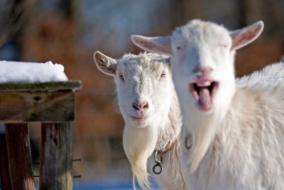 Ces animaux s’incrustent sur des photos, le rendu est génial Quotes   