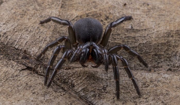 Estas arañas son las más peligrosas del mundo Quotes   