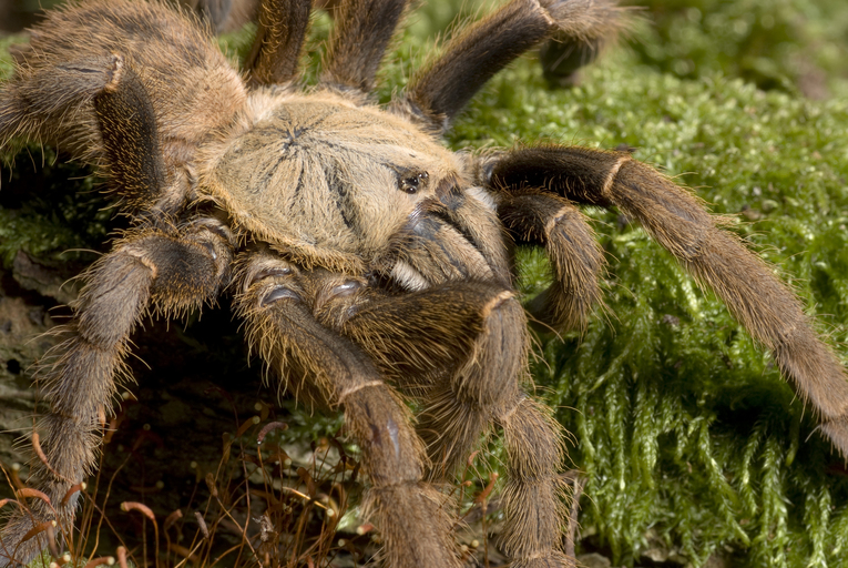Estas arañas son las más peligrosas del mundo Quotes   