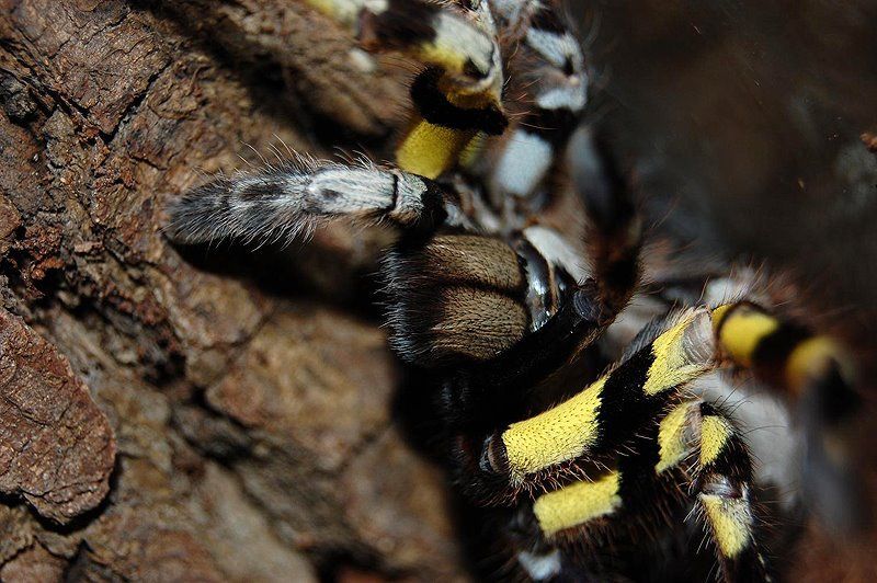 Top 20 des araignées les plus flippantes ! Quotes   
