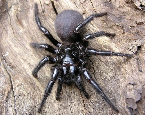 Top 20 des araignées les plus flippantes ! Quotes   