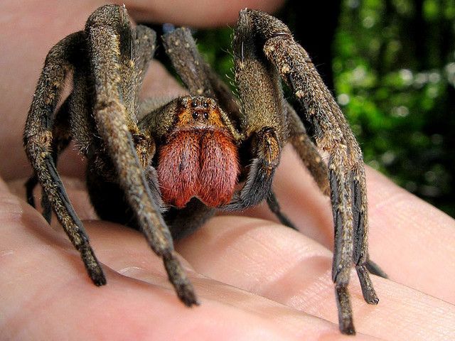 The 20 Most Freaky Spiders Ever! Quotes   