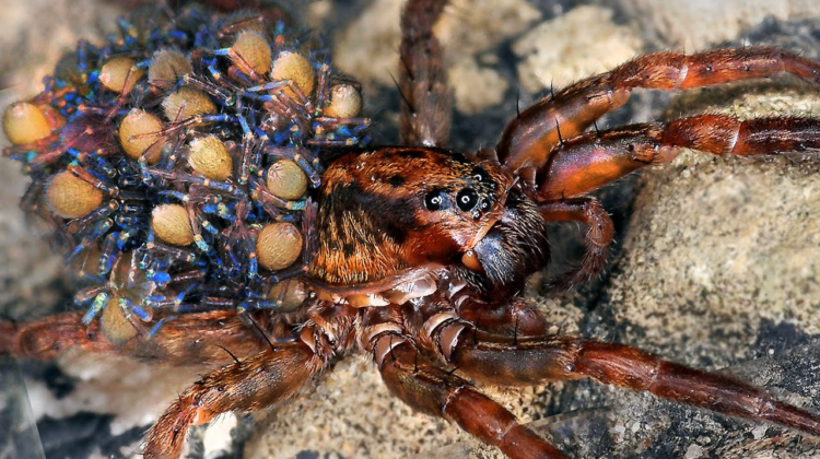 Top 20 des araignées les plus flippantes ! Quotes   