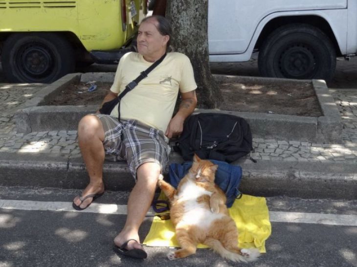 Incroyable ! Quand la paresse des chats est à son maximum ! Quotes   