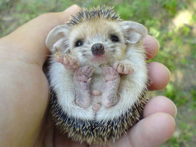 The Cutest Baby Animals Ever! 11h32 Quotes   