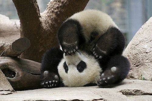 The Cutest Baby Animals Ever! 11h32 Quotes   