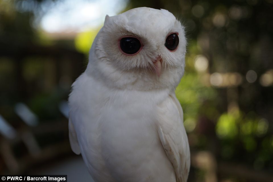 Les animaux albinos sont magnifiques et ces 30 photos le prouvent ! Quotes   