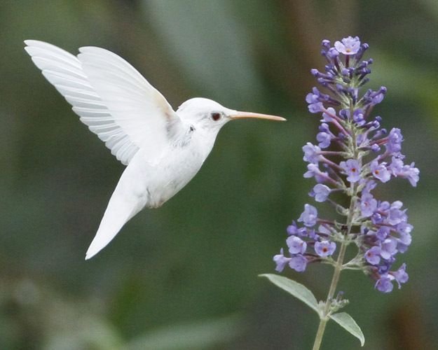 Les animaux albinos sont magnifiques et ces 30 photos le prouvent ! Quotes   