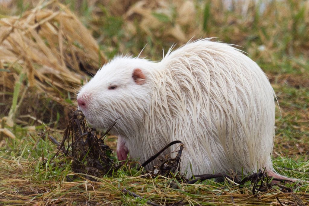 Les animaux albinos sont magnifiques et ces 30 photos le prouvent ! Quotes   