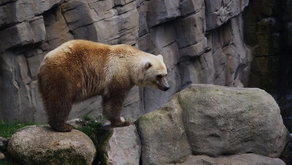 20 photos d'animaux hybrides nés de croisements incroyables ! Quotes   