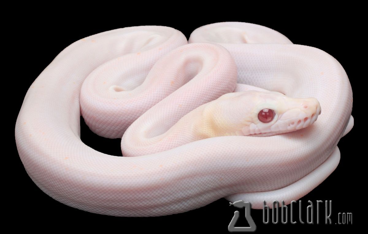 Les animaux albinos sont magnifiques et ces 30 photos le prouvent ! Quotes   