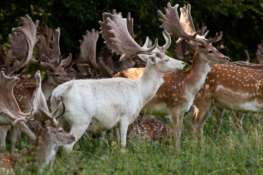 Les animaux albinos sont magnifiques et ces 30 photos le prouvent ! Quotes   