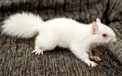 Les animaux albinos sont magnifiques et ces 30 photos le prouvent ! Quotes   