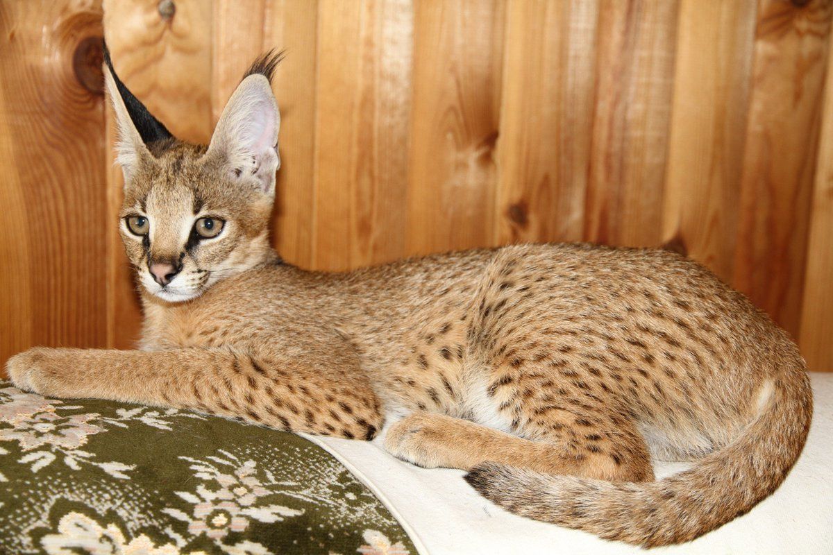 20 photos d'animaux hybrides nés de croisements incroyables ! Quotes   