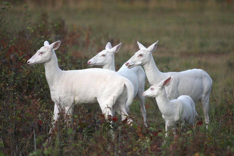 Les animaux albinos sont magnifiques et ces 30 photos le prouvent ! Quotes   