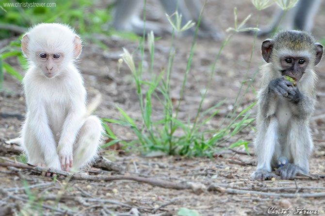 Les animaux albinos sont magnifiques et ces 30 photos le prouvent ! Quotes   