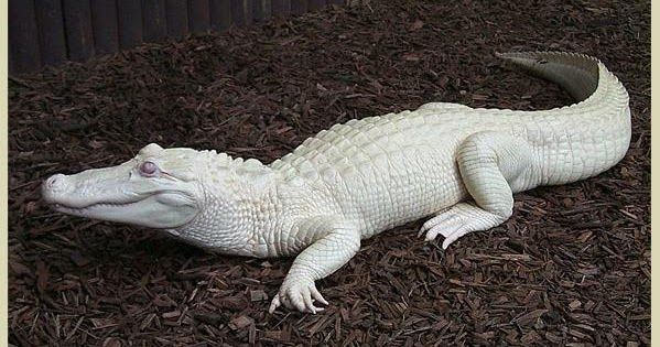 Les animaux albinos sont magnifiques et ces 30 photos le prouvent ! Quotes   