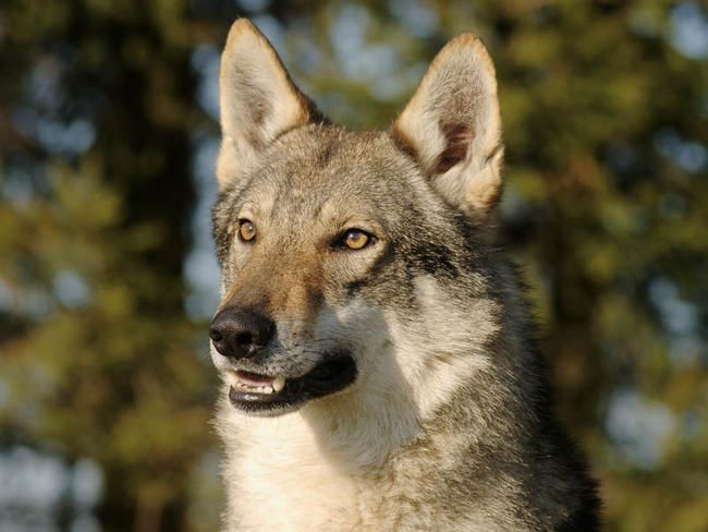 20 photos d'animaux hybrides nés de croisements incroyables ! Quotes   