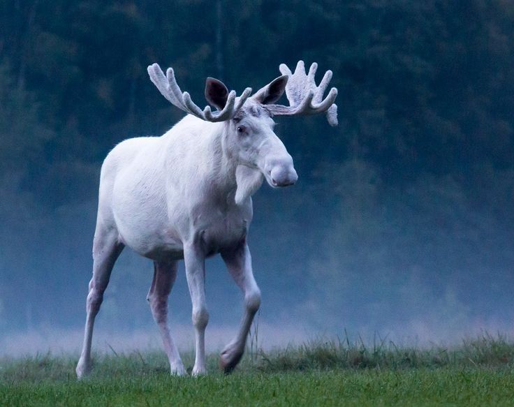 Les animaux albinos sont magnifiques et ces 30 photos le prouvent ! Quotes   