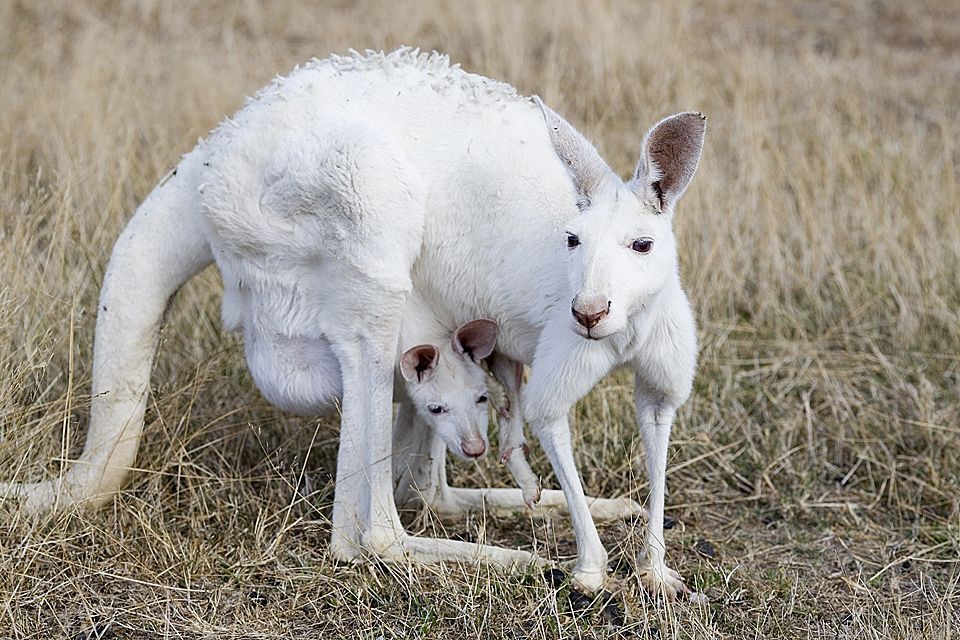 Les animaux albinos sont magnifiques et ces 30 photos le prouvent ! Quotes   