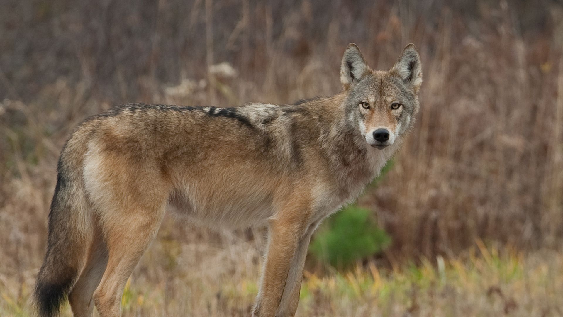 20 photos d'animaux hybrides nés de croisements incroyables ! Quotes   