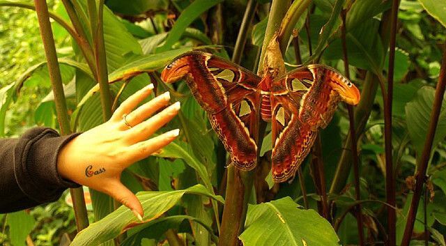 Les 10 plus gros insectes du monde qui vont vous faire faire des cauchemars ! Quotes   